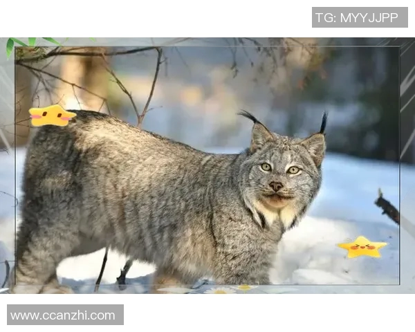 济州联与布里兰激战正酣谁能在这场对决中笑到最后